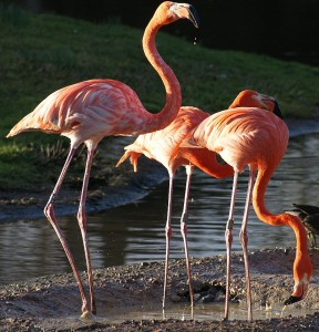 Flamingoes at Slimbridge