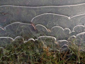 Ice patterns in puddle, Huckerby's Headows