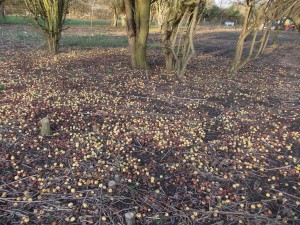 A carpet of crab apples - surely there for a reason