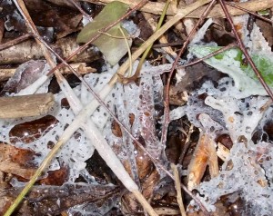 A fine filmy Slime Mould on leaf litter