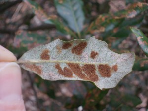 A filzgall, Aceria ilicis, on Holm Oak leaf