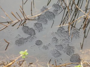 Lots of Frogspawn at Gunnersbury Triangle