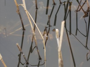 Four Frogs underwater in Amplexus