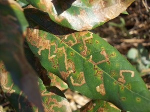 Leaf Miner, probably Ectoedemia heringiella on Holm Oak