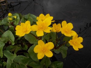 Marsh Marigolds under a dark sky