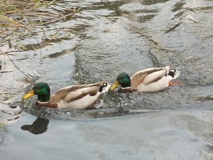 Mallard dispute