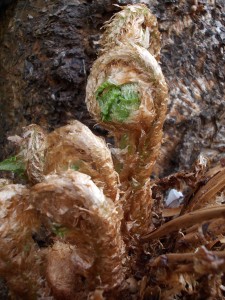 Circinnate Vernation: fern fronds unrolling
