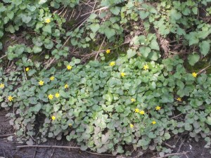 Lesser Celandine on Yeading Brook