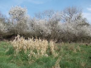 Blackthorn on Ickenham marsh