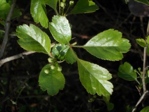 Midland Hawthorn, Crataegus laevigata