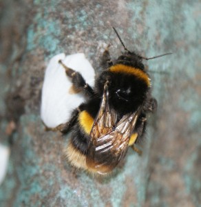Queen Buff-Tailed Bumblebee