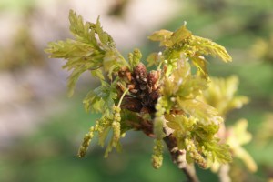 New Oak leaves and flowers