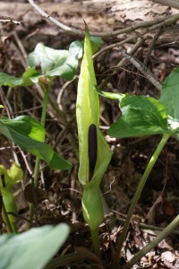 Lords and Ladies, new spathe and spadix