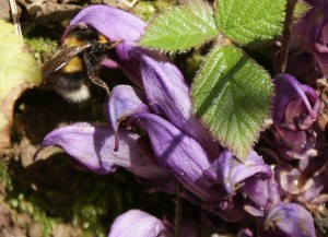 White-tailed Bumblebee pollinating Purple Toothwort