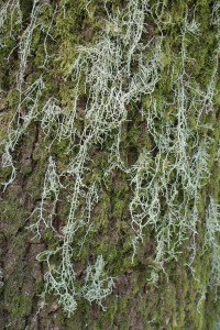  long trailing beards of Usnea lichen on oak trunk