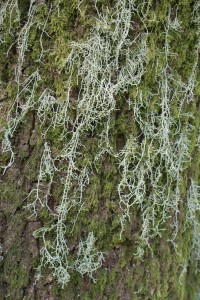 long trailing beards of Usnea lichen on oak trunk