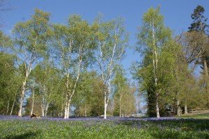 Blue Sky, White Birches, Bluebells