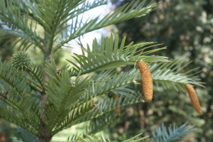 Wollemia nobilis, Australia's Wollemi Pine, in full fruit