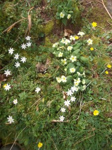 Primroses Celandines Wood Anemones by River Usk