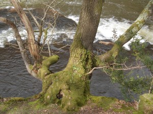 Tolkienesque Oak and rapids on River Usk