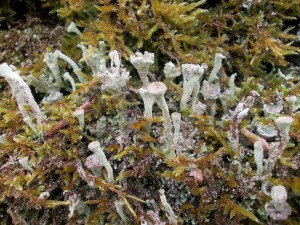 Common Cup Lichen
