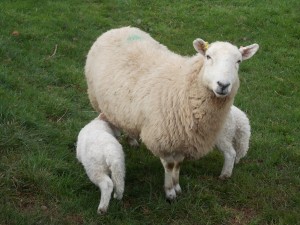 Ewe with twin lambs