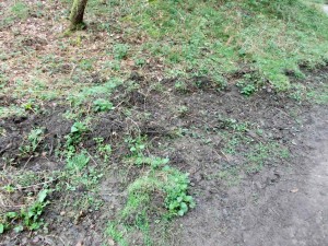 Wild Boar diggings in Forest of Dean