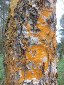 Orange and White Lichens on Birch in Forest of Dean