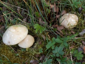 St George's Mushroom