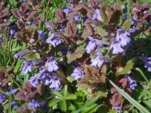 Ground Ivy