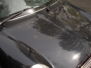 Fox footprints on a car bonnet