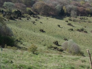 Anthills dotting Aston Rowant chalk grassland