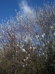 Whitebeam coming into leaf