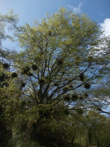 Witch's Brooms