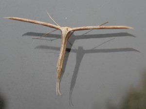 Plume Moth cf Stenoptilia bipunctidactyla