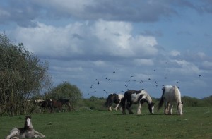 Horses and Jackdaws at Wraysbury