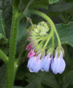 Comfrey flowerhead just starting