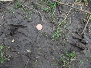 DSCN0214 Roe Deer slots (with penny for scale)