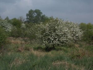 Whitethroat habitat