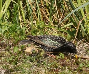 Starling foraging by reedbed ... why do they think they're waders?