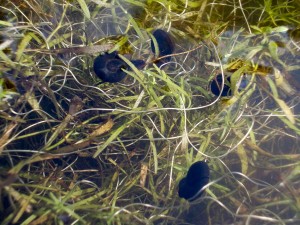 Ramshorn pond snails