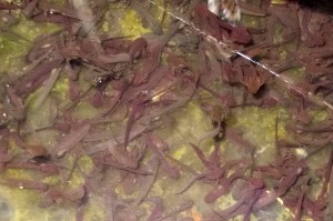 Newly-Hatched Tadpoles