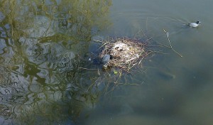 Coots, 3 cootlings and an egg in Chiswick Park