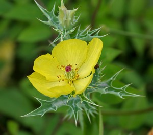 Mexican prickly poppy, Argemone mexicana.