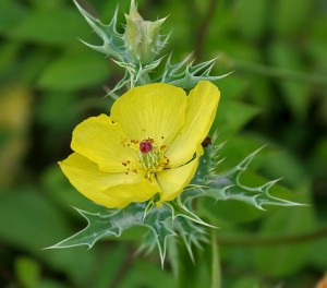 Mexican prickly poppy, Argemone mexicana. 