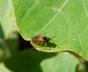 A Sawfly ... not on Gooseberry