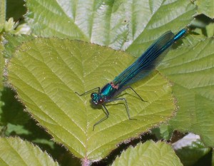 Male Banded Demoiselle on Bramble