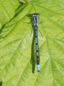 Male Common Blue Damselfly