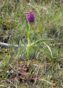Marsh Orchid, Round-Leaved Sundew at its foot, Thursley