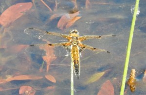 Female Four-Spotted Chaser